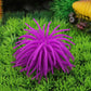 Purple spiky sea urchin ball coral decoration with thin tentacles for aquarium decor
