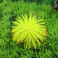 Yellow-green TPR sea urchin ball aquarium decoration with red-tipped spiky tentacles