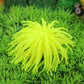 Yellow artificial sea urchin coral ball decoration with spiky tentacles, aquarium decor