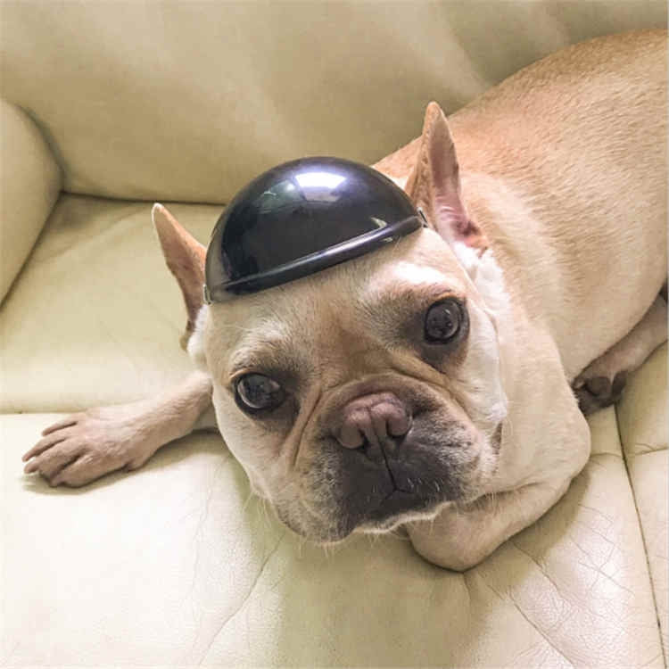 Small dog wearing a glossy black pet helmet with chin strap while lying on a couch