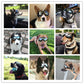 Dogs wearing black UV protective goggles shown in multiple outdoor angles.