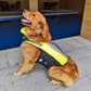 Dog wearing yellow, black, and gray inflatable life jacket with chest straps