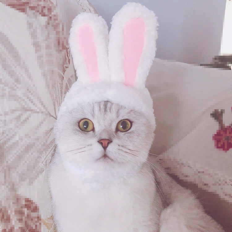 White rabbit-ear headwear on a cat with pink inner ears