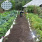 Holographic reflective bird repellent ribbon strips around garden bed