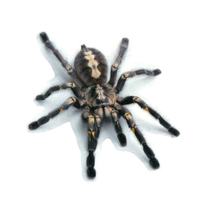 Creative Personality Scratch Cover  Car Body Sticker, Black Spider, Spider Pair, Scorpion, Lizard