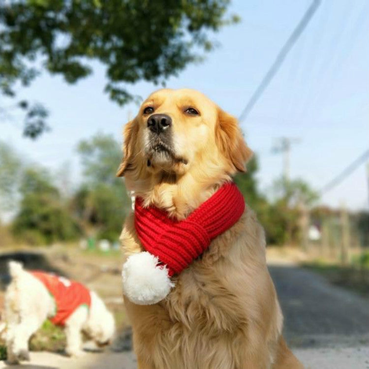 Golden dog wearing red knitted pet scarf with white pom-pom