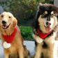 Two dogs wearing red knitted pet scarves with white pom-poms