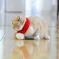 Beige cat wearing red knitted pet scarf with white pom-pom