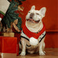 French bulldog wearing red knitted pet scarf with white pom-pom