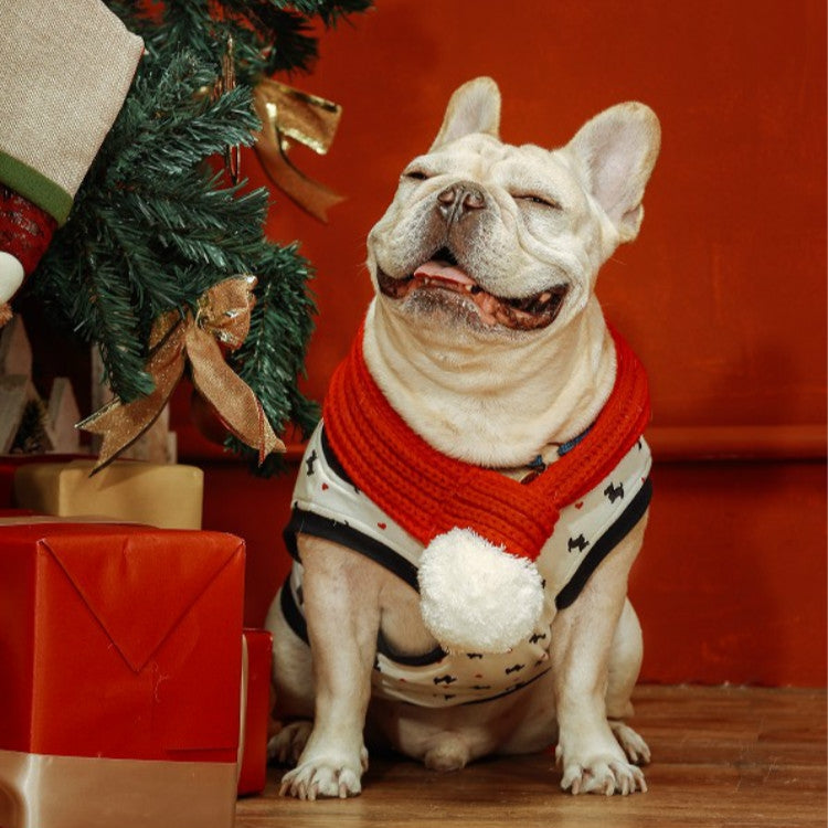 French bulldog wearing red knitted pet scarf with white pom-pom