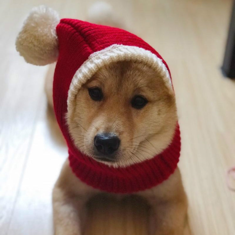 Red wool pet Christmas hat with cream face opening and pom-pom, tan dog close-up