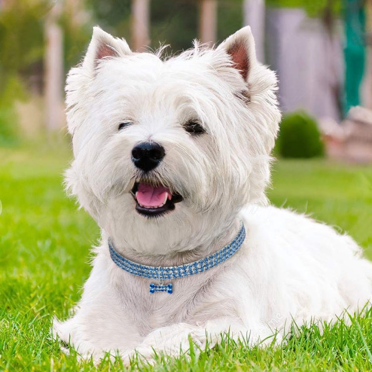 White small dog wearing a blue rhinestone collar with a hanging crystal bone charm