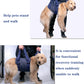Dark blue dog chest harness with leg-support straps, worn by a standing dog