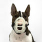 Dog muzzle cover with white plastic cage basket and adjustable black head straps
