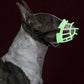 Fluorescent green dog mouth cover muzzle cage with black harness straps