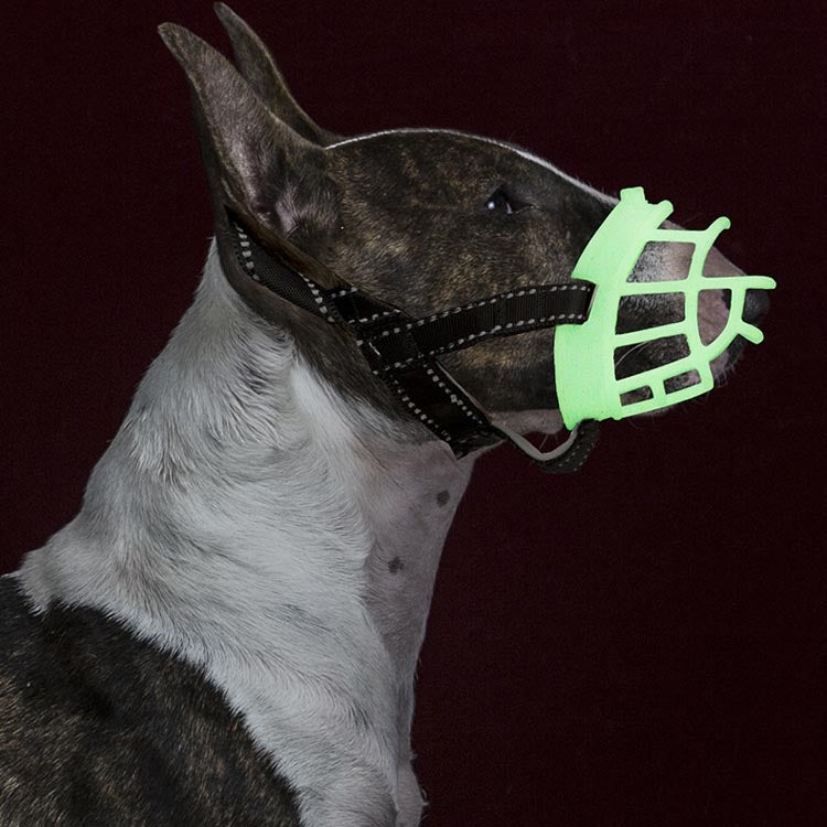 Fluorescent green dog mouth cover muzzle cage with black harness straps