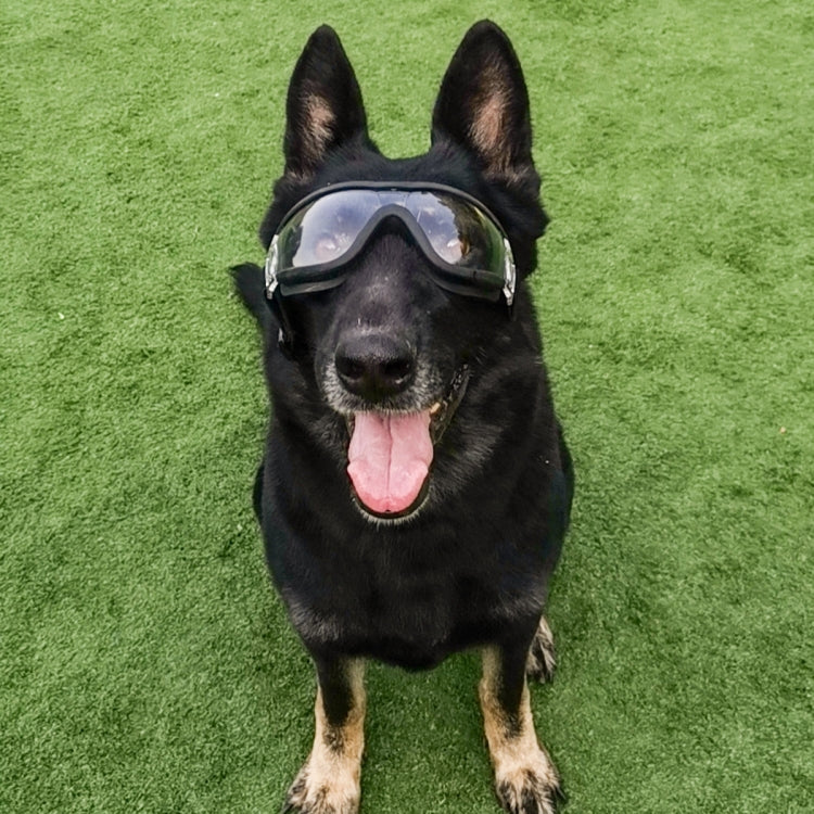 Black dog wearing protective goggles with transparent lenses and black frame on grass