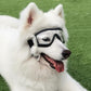 White dog wearing protective goggles with transparent lenses and black frame, side view