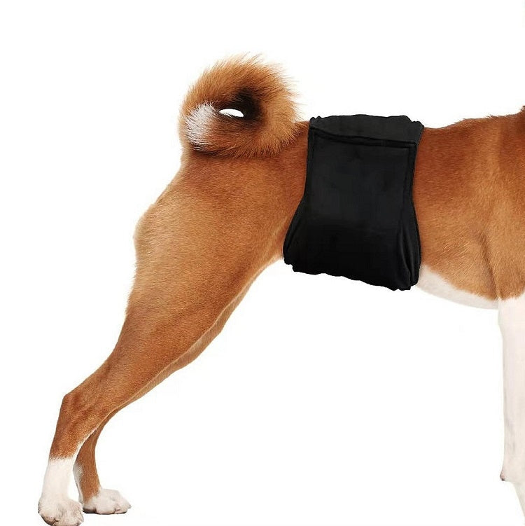 Male dog sanitary belt pants worn on dog, black fabric belt with open leg design