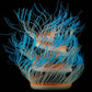 Fluorescent simulated coral anemone with bright blue tentacles and orange band accents
