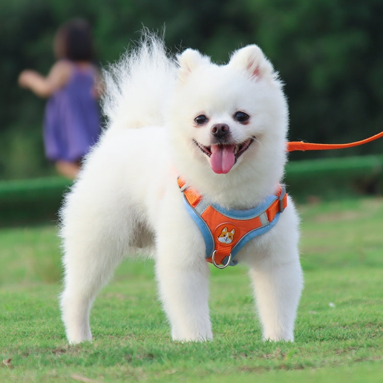Blue dog chest straps with orange reflective accents on a small white dog