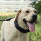 Dog wearing a black detachable training stimulation collar