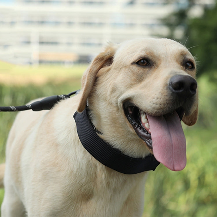 Dog wearing a black detachable training stimulation collar