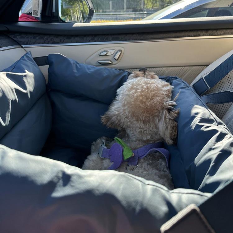 Blue pet car seat bed in the back seat with padded floor, dog resting inside