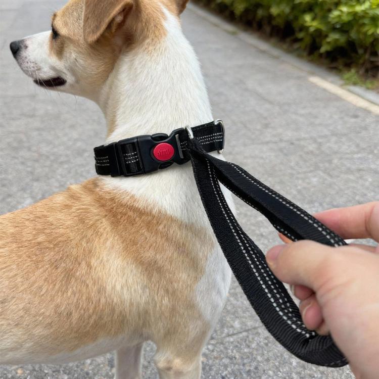 Dog wearing a black nylon collar with red button and integrated control handle leash