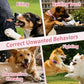 Pink dog training collars on four dogs