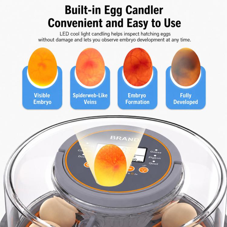 Precise Temperature Control Incubator For 12-18 Eggs, US Plug, US Plug
