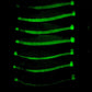 Luminous squid jig tips glowing green in low light
