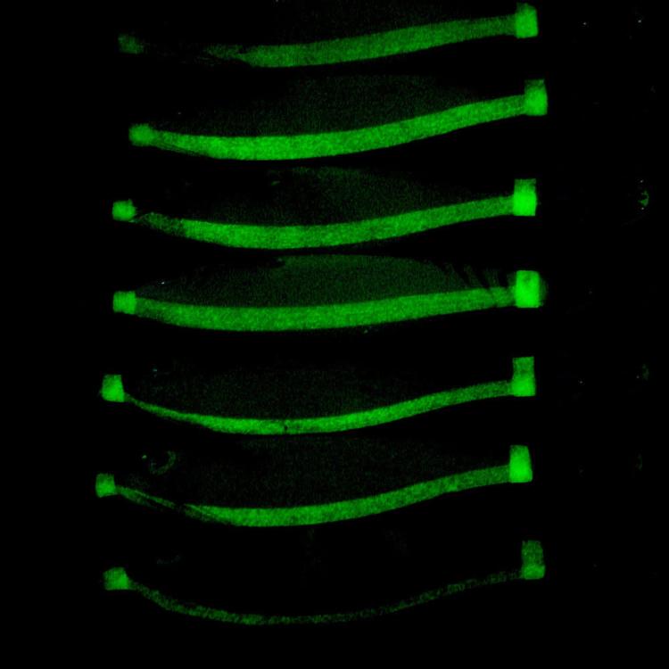 Luminous squid jig tips glowing green in low light