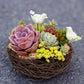 Woven rattan bird nest with two white bird figures and succulent plants