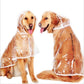 Two dogs wearing clear hooded raincoats, with connected adjustable neck ties.