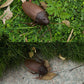 Brown toy cockroach with detailed legs