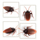 Remote-control cockroach toy shown from multiple angles, brown wings and dark body